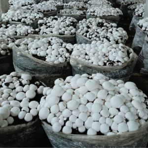 Fresh Button Mushrooms