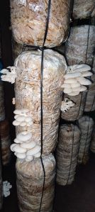 fresh oyster mushroom