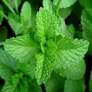 Fresh Natural Mint Leaves, Color : Green, Packaging Size : 15-20kg