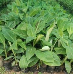 Tissue Culture Banana Plant