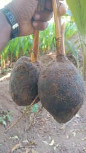 Dwarf Tall Coconut Plant, Packaging Type : Plastic Bag for Fruits