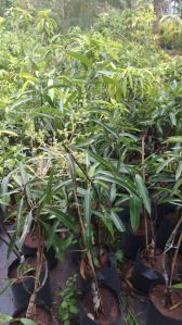 Kalapadi Mango Fruit Plant