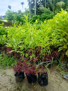 White Sandalwood Plants