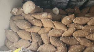 Semul Kapok Natural Fibers