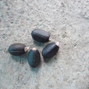 Medicine Grade Jatropha, Seed Type : Natural, Packaging Type : Black
