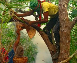 100% Organic Odisha Jungle Honey