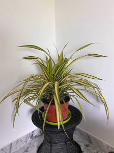 Yellow Spider Plant