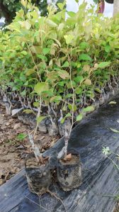 Ball Sundari Apple Ber Plant, Color : Red