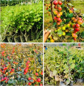 Miss India Apple Ber Plant