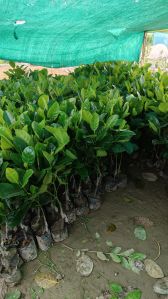 Vietnam Pink Jackfruit Plant