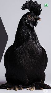 kadaknath chicken