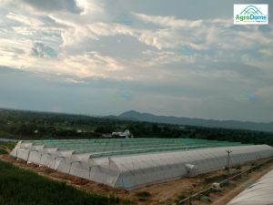 Naturally Ventilated Poly House