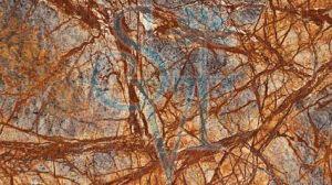 Polished Indian Rainforest Brown Granite Slab Standard