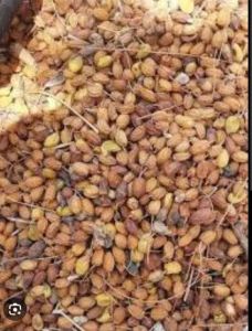 neem seed