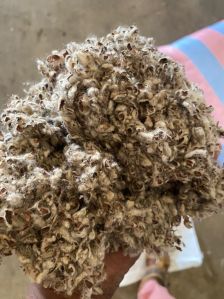 Cotton Seed Hull