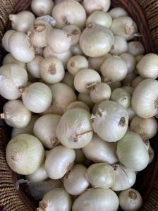 White Onion