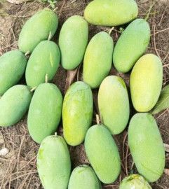 Non Bag Dashehari Mango