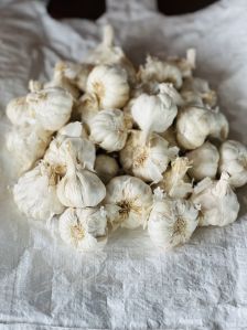 Garlic