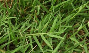 Medical Grass (Durva)