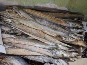 Valaikaruvadu Ribbon Fish