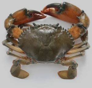 Mud Crab