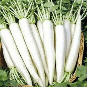 A Grade Fresh Radish