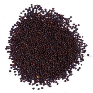 Brown Mustard Seeds