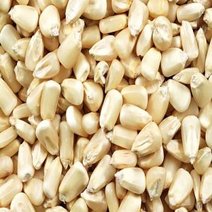 White Corn Seeds