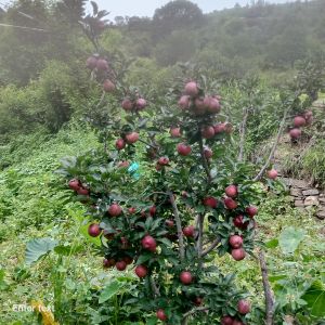 Fruits & Vegetables Transportation Services