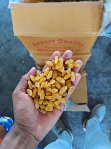 Natural Golden Raisins, Shape : Long