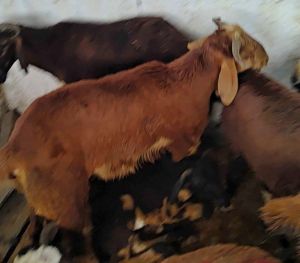 Sheeps, Color : Brown, Natural Brwon