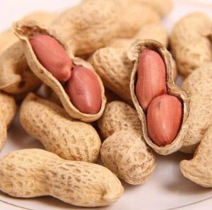 Common java peanuts, Packaging Type : Brownish for Direct Consumption