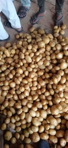 fresh potato, Cultivation Type : Natural for Cooking, Food