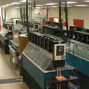 Fish Acute Toxicity Studies