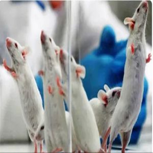 Content Writing Services