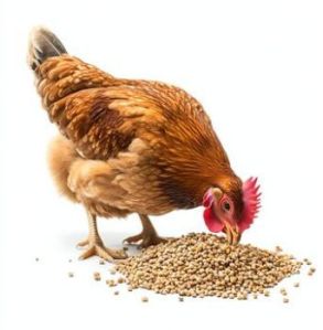 Layer Crumbs Chick Feed