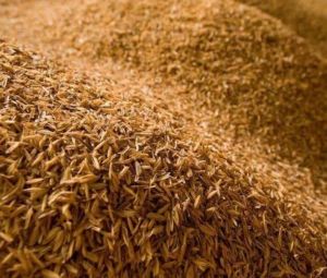 rice husk