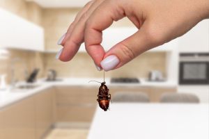 pest control services