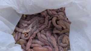 Chicken Intestine