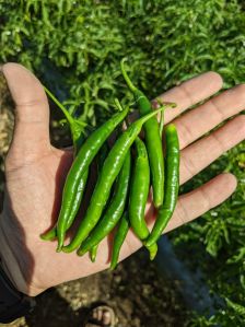 Om Organic g4 Green Chilly 30kg, Packaging Size : 5Kg, 20Kg, 25Kg