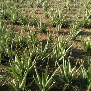 Aloevera Plant