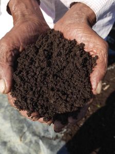 Vermi Compost