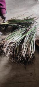 Vetiver Plant