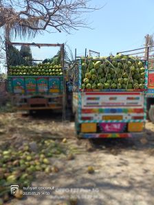 Smooth Outer Shell With Soft Organic Tender Green Coconut