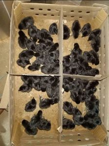 Kadaknath Chicken, Color : Zed Black For Poultry Farm