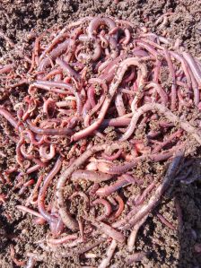 Eisenia Fetida Earthworm Manure