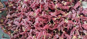 Byadgi Red Chilli