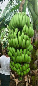 Sp Agro green banana, Cultivation Type : Natural Box 10 Kg