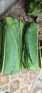 Fresh Green Banana Leaves