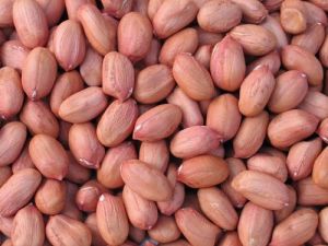 Natural Bold Ground Nut Kernel, Grade : 50-60 for Butter, Making Oil